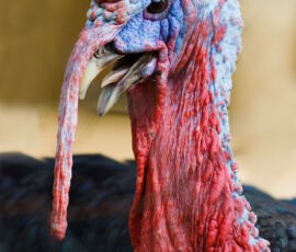 Turkey Spirit Animal