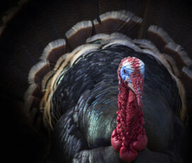 Turkey Spirit Animal