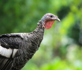 Turkey Spirit Animal