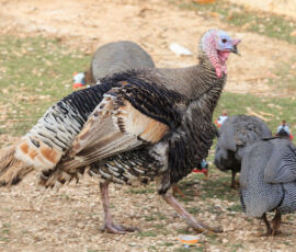 Turkey Spirit Animal