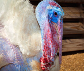 Turkey Spirit Animal