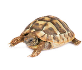 Turtle Spirit Animal