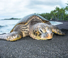 Turtle Spirit Animal