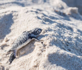 Turtle Spirit Animal