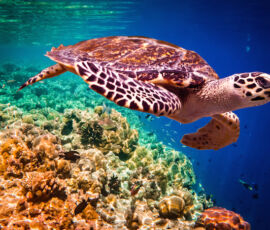 Turtle Spirit Animal