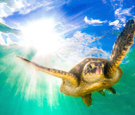 Turtle Spirit Animal