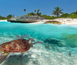 Turtle Spirit Animal