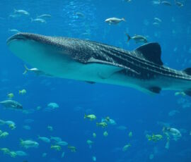 Whale Spirit Animal