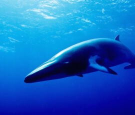 Whale Spirit Animal