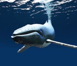 Whale Spirit Animal