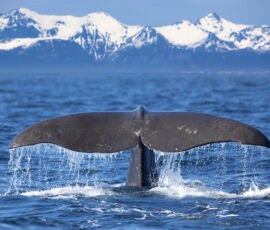 Whale Spirit Animal