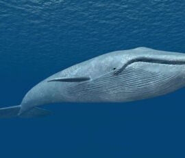 Whale Spirit Animal