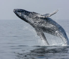 Whale Spirit Animal