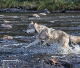 Wolf Spirit Animal