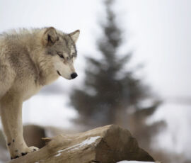 Wolf Spirit Animal