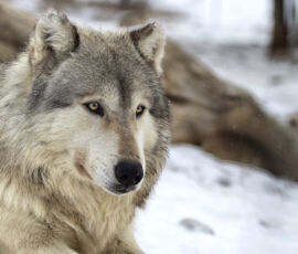 Wolf Spirit Animal