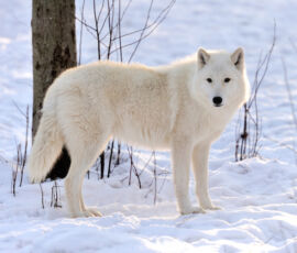 Wolf Spirit Animal