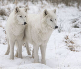 Wolf Spirit Animal