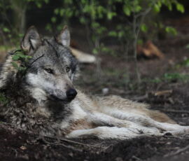 Wolf Spirit Animal