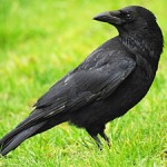 Crow Totem Animal
