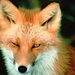 fox totem animal
