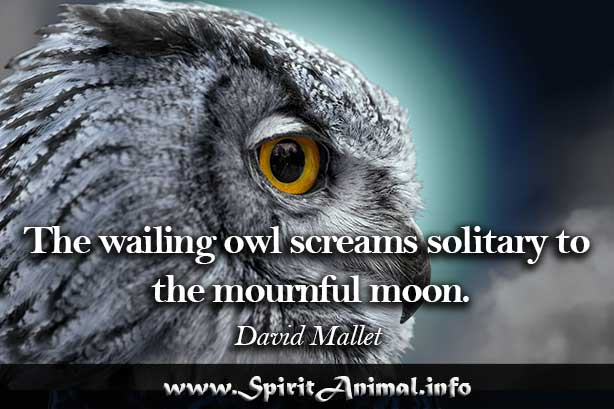  Owl  Quotes  Spirit Animal Info
