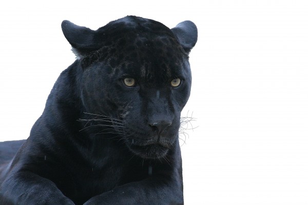black panther characteristics