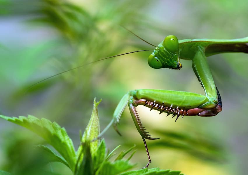 a praying mantis and its symbolic representations