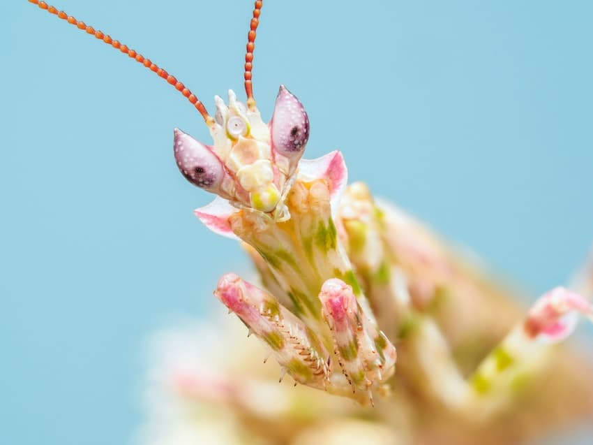 a colorful African praying mantis