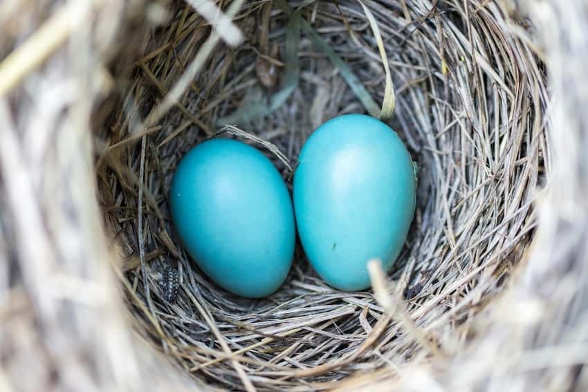 robin-spirit-animal-eggs-2