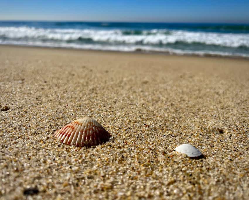 photo of a seashell on the shore