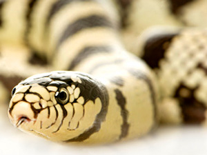 Snake Spirit Animal | Totem Meaning