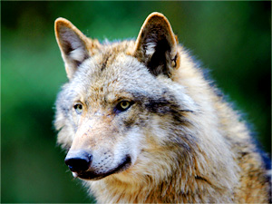 Wolf Spirit Animal | Totem Meaning